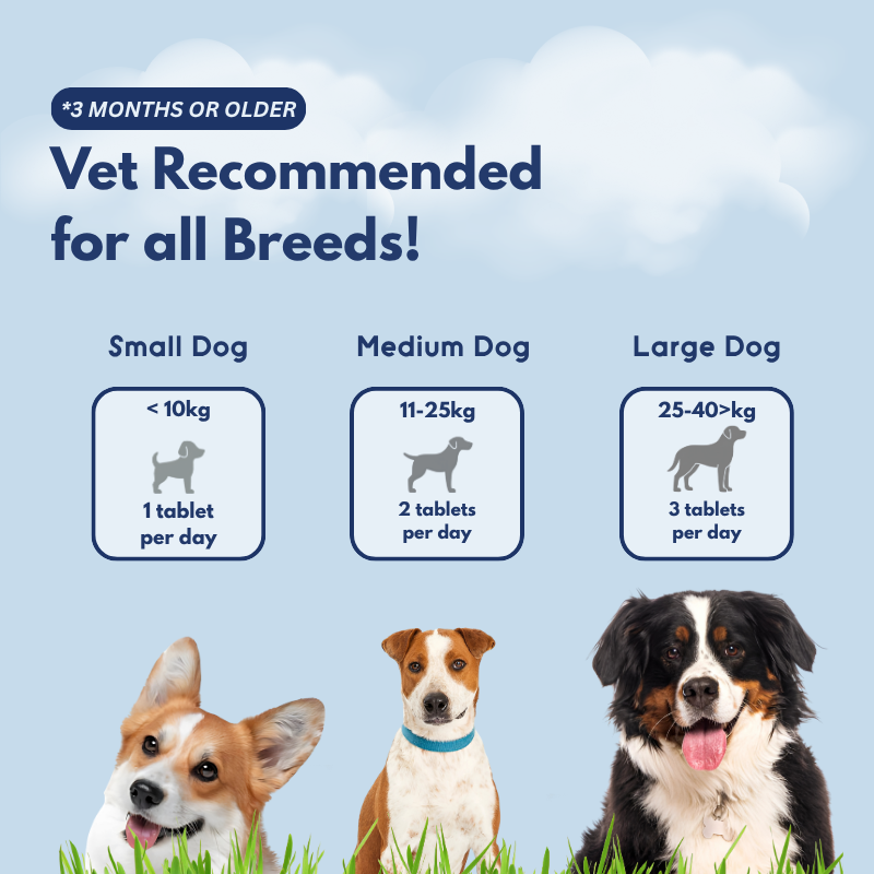Probiotics + Enzymes Chews For Dogs