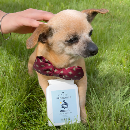 Probiotics + Enzymes Chews For Dogs